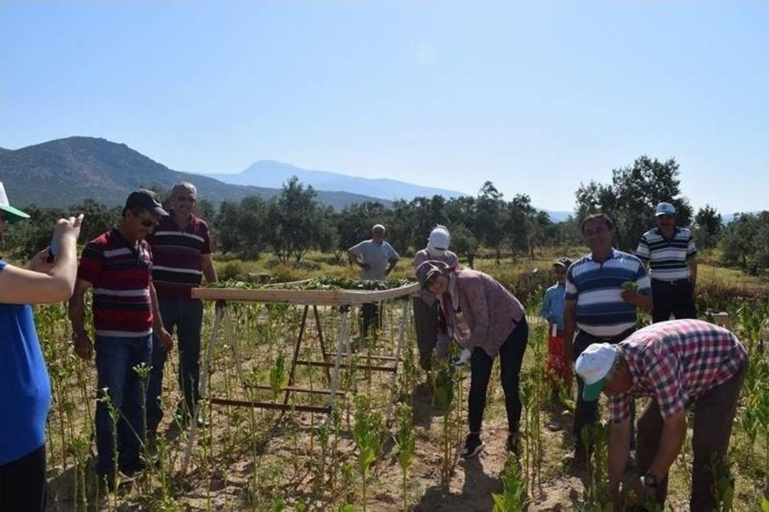 Bu Kaymakam &Ccedil;&ouml;mlek Yapıyor, T&uuml;t&uuml;n Kırıyor