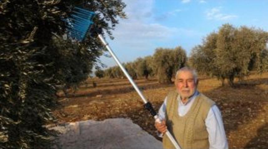 Kilis&rsquo;te Zeytin Hasadı S&uuml;r&uuml;yor
