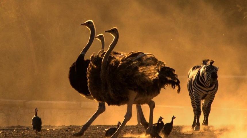 Doğal Yaşam Parkının En G&uuml;zel Fotoğrafı Se&ccedil;ildi