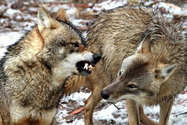 Doğal Yaşam Parkının En Güzel Fotoğrafı Seçildi