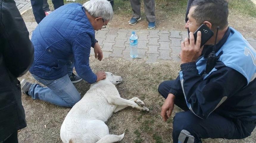 Poliklinikler &Ouml;n&uuml;nde Yarı Baygın Yatan K&ouml;peğin Yardımına Hastalar Koştu