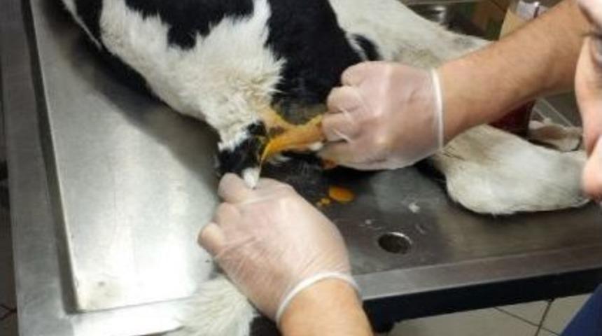 Sakarya&rsquo;da Buzağıya Ameliyat İle Yapay Makat Yapıldı