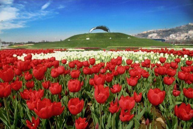 Lale Festivali&rsquo;ne Adım Adım 1