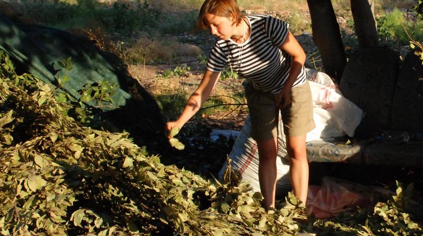 Defne yaprağı geçim kaynakları oldu! Kilosu 11 lira