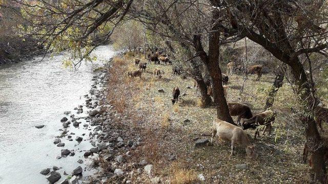 Kars’ta Sıcak Hava En Çok Hayvancılıkla Uğraşanlara Yaradı