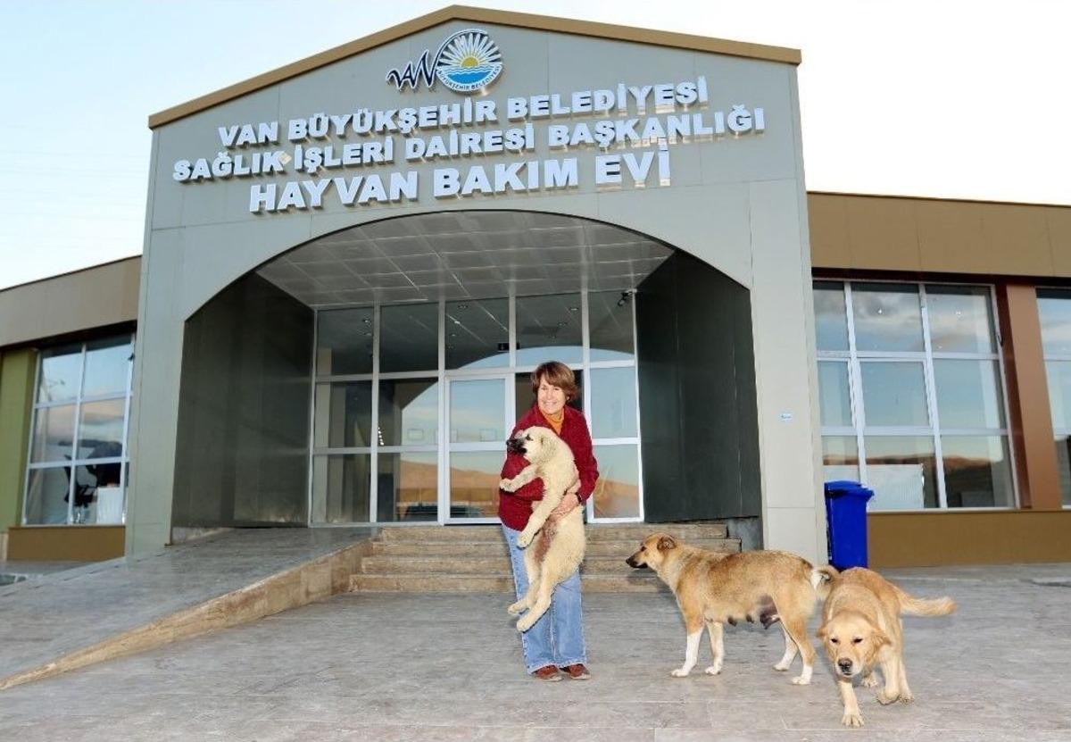 İşkence Edilen K&ouml;peği İzmirli İş Kadını Sahiplendi
