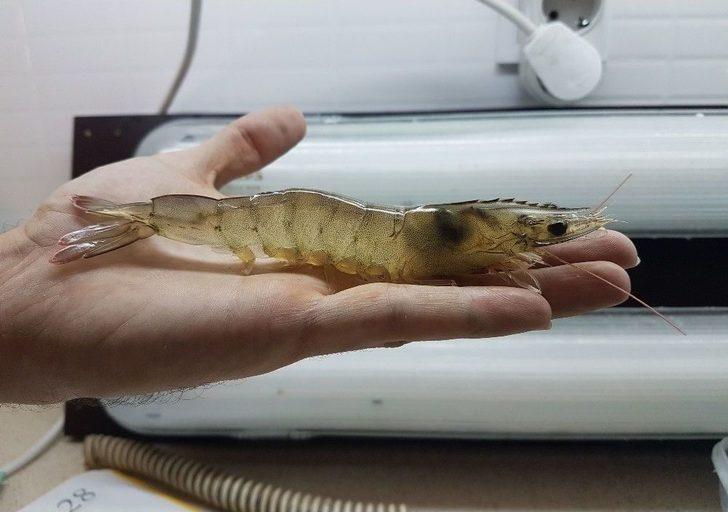 Karidese Yatıran Kazanıyor G1