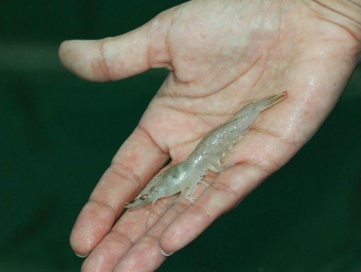 Karidese Yatıran Kazanıyor G5