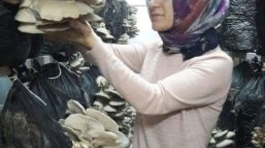 Devlet Desteğiyle Kurduğu Serada &rsquo;istiridye Mantarı&rsquo; Yetiştiriyor