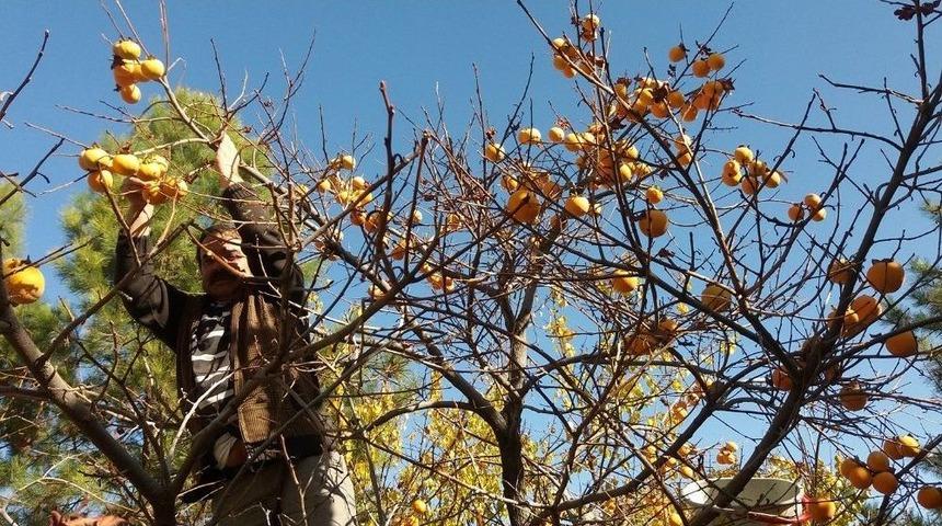 10 Yıl &Ouml;nce Denemek İ&ccedil;in Diktiği Meyve Ge&ccedil;im Kaynağı Oldu