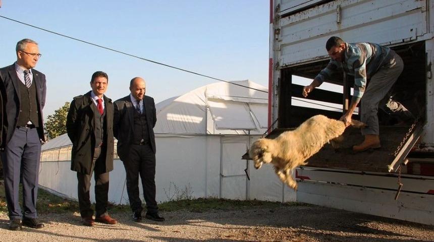 Yalova&rsquo;da 14 Gen&ccedil; &Ccedil;ift&ccedil;iye 518 Koyun Dağıtıldı