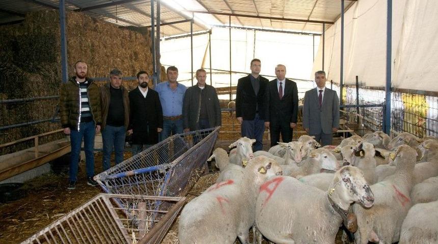 Eski H&uuml;k&uuml;ml&uuml;ler Koyun Besleyecek