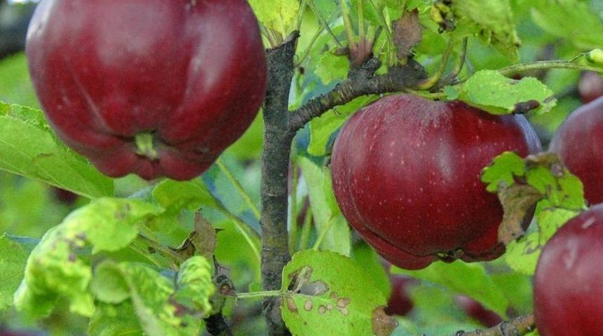 İ&ccedil;i Dışı Kırmızı Posof Elmasına Coğrafi İşaret Tescili