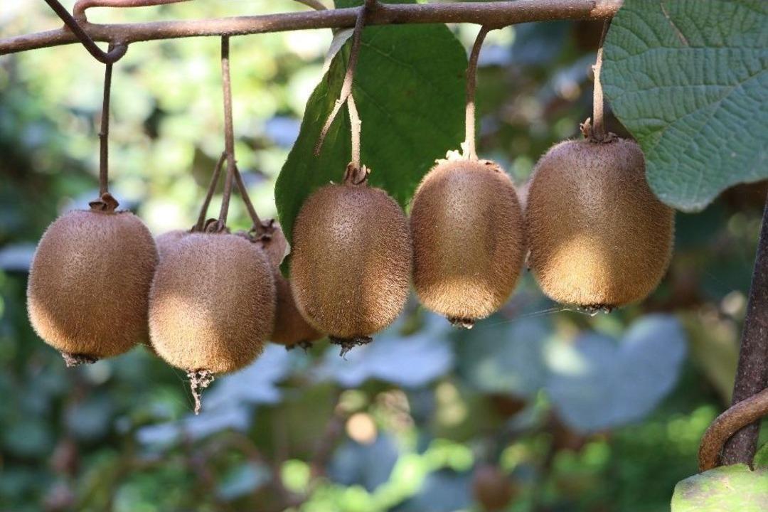 Rize&rsquo;de Kivi Hasadı Başladı