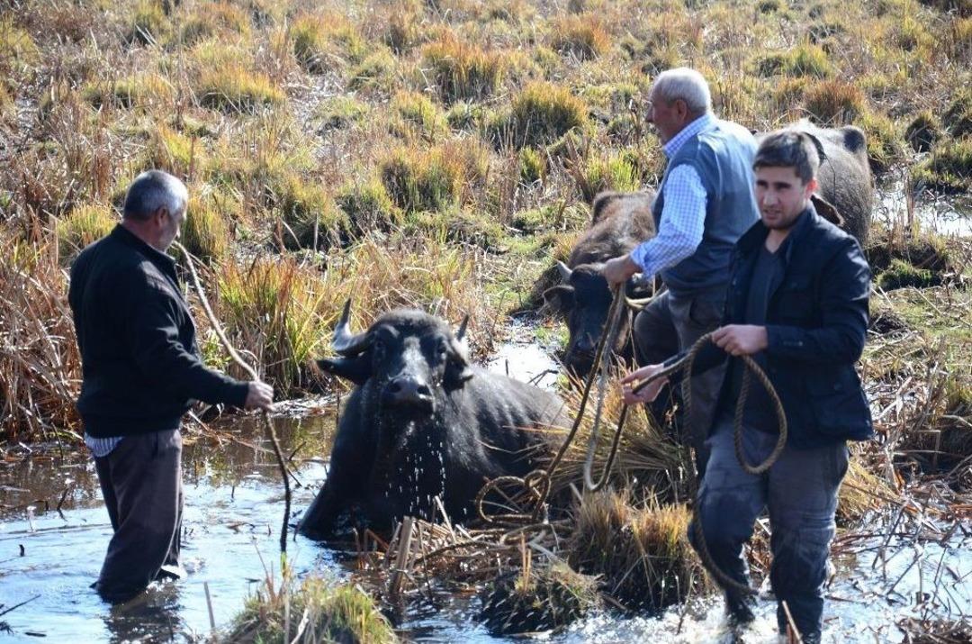 Mahsur Kalan Hayvanları Kurtarma &Ccedil;alışmaları S&uuml;r&uuml;yor