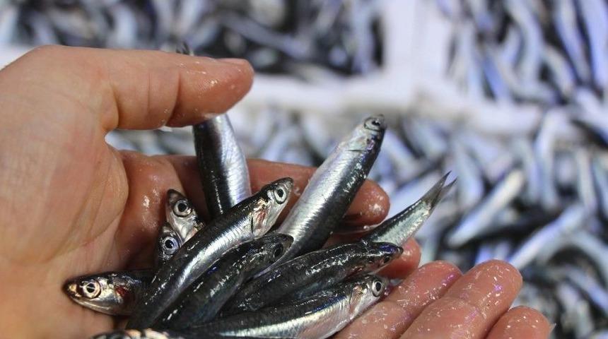 5 Liradan Satılan Hamsiye Rağbet Arttı