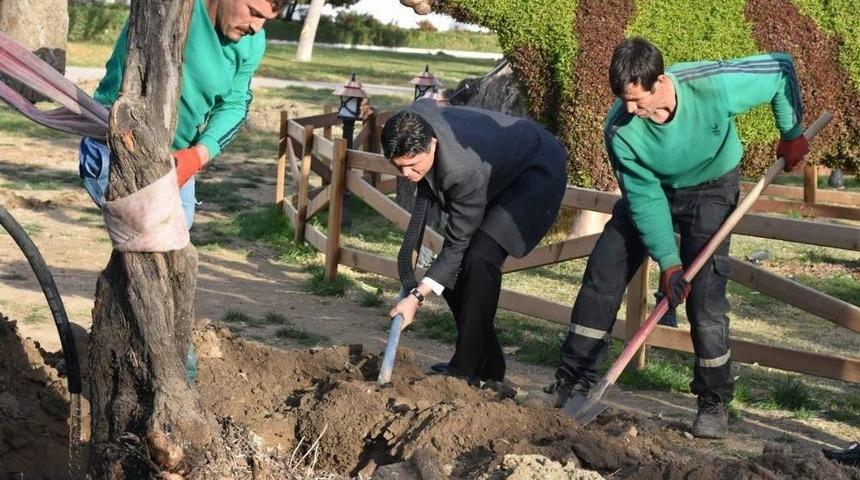 Zeytinli Park&rsquo;a 100 Yıl Sonra İlk Zeytin Ağacı Dikildi