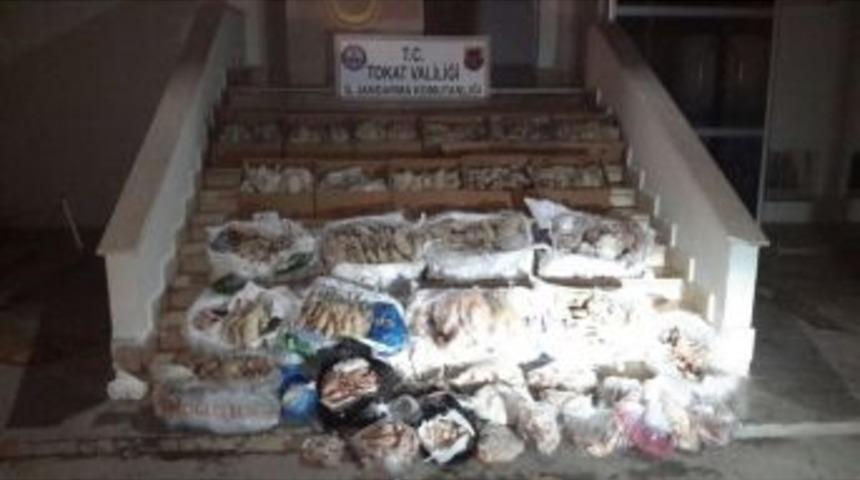Tokat&rsquo;ta 558 Kilo Kaz Eti Ele Ge&ccedil;irildi