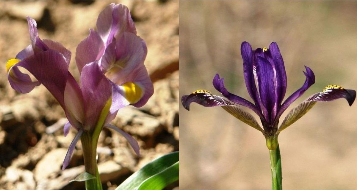 (&ouml;zel Haber) Hakkari&rsquo;de İki Yeni S&uuml;sen Bitkisi Keşfedildi