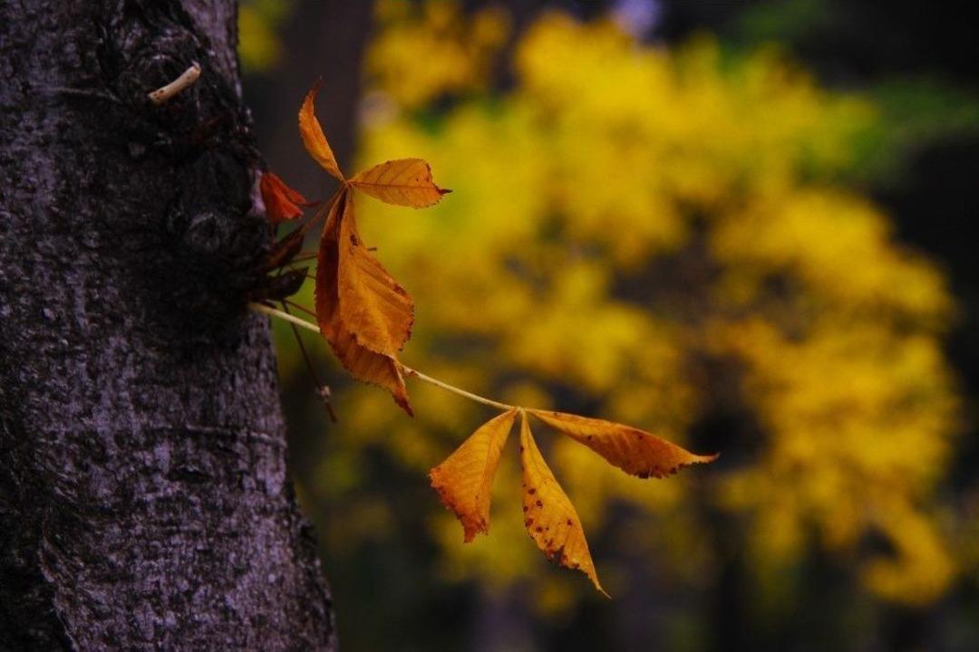 Sonbaharın Renkleri B&uuml;y&uuml;l&uuml;yor