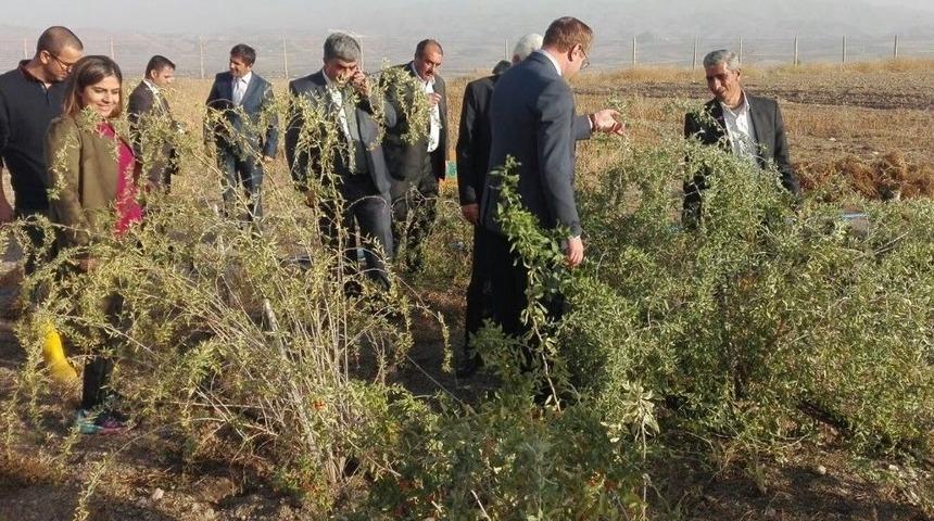 Kovancılar&rsquo;da "lavanta" Dikimi Ger&ccedil;ekleştirildi