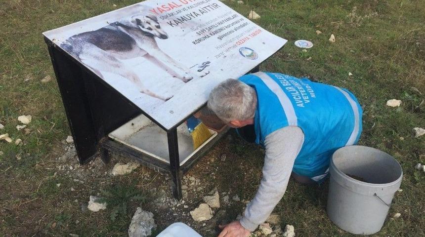 Avcılar Belediyesi Ekipleri Sokak Hayvanları İ&ccedil;in Seferber Oluyor