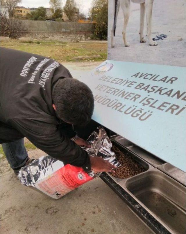 Avcılar Belediyesi Ekipleri Sokak Hayvanları İçin Seferber Oluyor