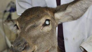 Kızıl Geyiğe İkinci Katarak Ameliyatı