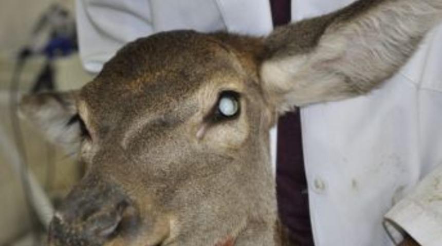 Kızıl Geyiğe İkinci Katarak Ameliyatı