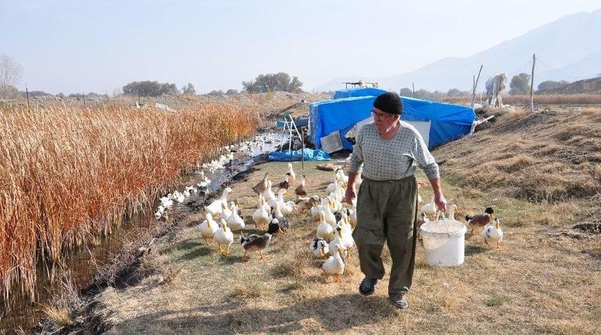 70 Yaşında Organik &Ouml;rdek &Ccedil;iftliği Kurdu