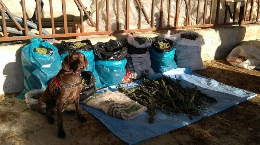 Hayvan Ahırına Uyuşturucu Operasyonu: 4 G&ouml;zaltı