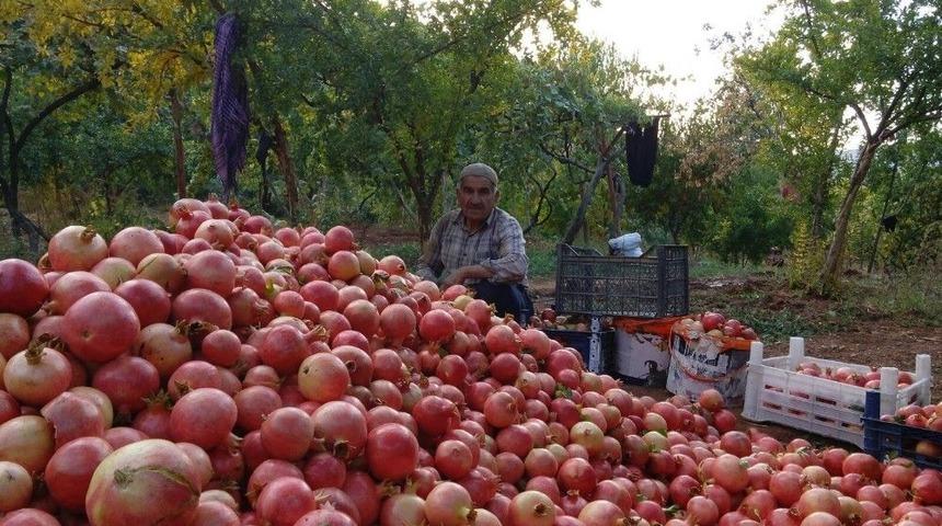 Zivzik Narı 1,5 Tl&rsquo;den Rağbet G&ouml;r&uuml;yor