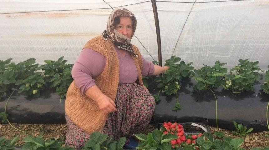 Anamur&rsquo;da Kış Mevsiminin İlk &Ccedil;ilek Hasadı Başladı