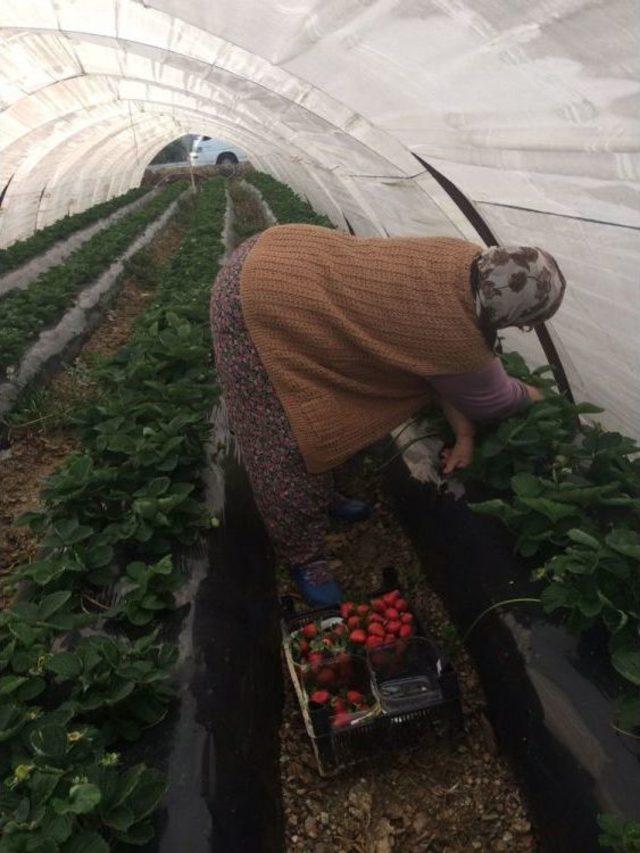 Anamur’da Kış Mevsiminin İlk Çilek Hasadı Başladı