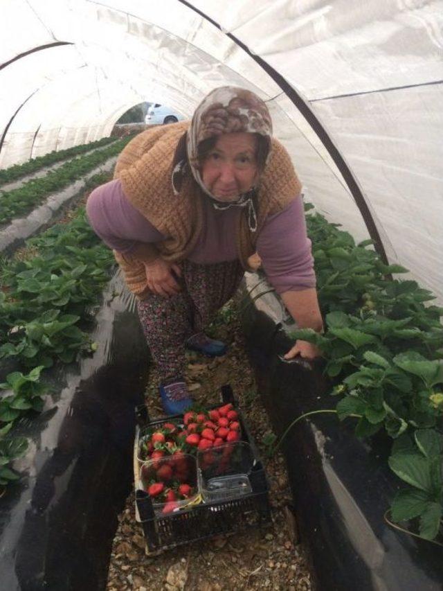 Anamur’da Kış Mevsiminin İlk Çilek Hasadı Başladı