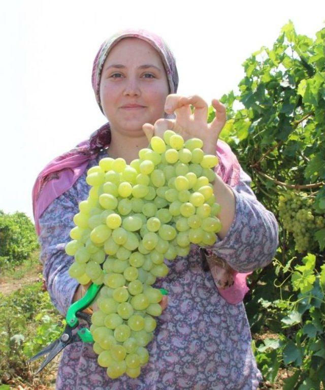 Manisa&rsquo;nın &Ccedil;ekirdeksiz Sultani &Uuml;z&uuml;m&uuml; Tescilleniyor 1