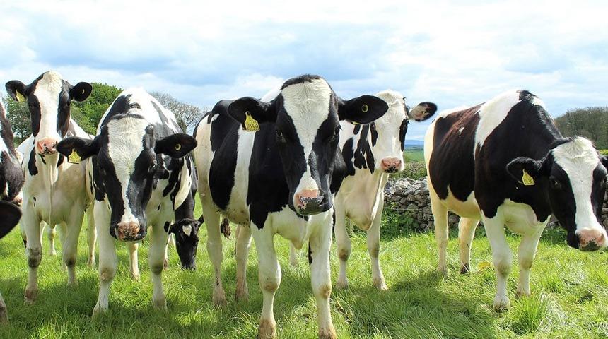 FET&Ouml;'n&uuml;n firari sanığı Soner Cesur'un 305 baş Holstein ırkı canlı hayvanı satılıyor