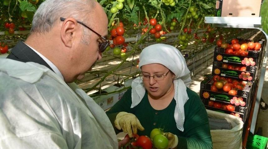 Vali K&ouml;şger, Jeotermalle Isınan Seralarda İncelemelerde Bulundu