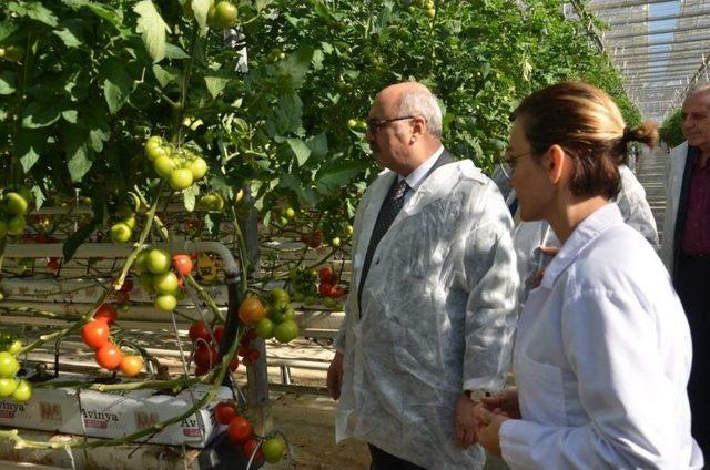 Vali Köşger, Jeotermalle Isınan Seralarda İncelemelerde Bulundu