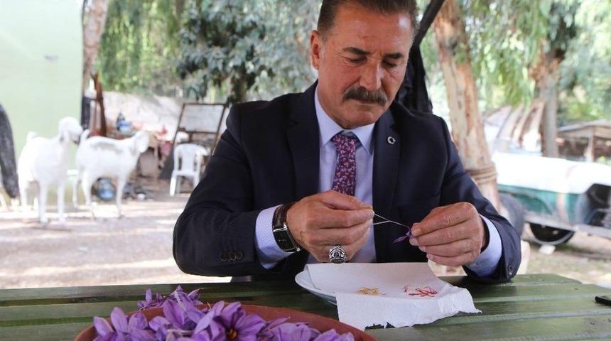 D&uuml;nyanın En Pahalı Baharatı Mersin&rsquo;de Yetişiyor