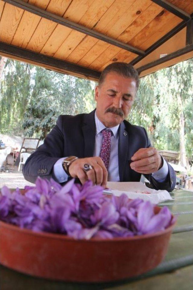 Dünyanın En Pahalı Baharatı Mersin’de Yetişiyor 2