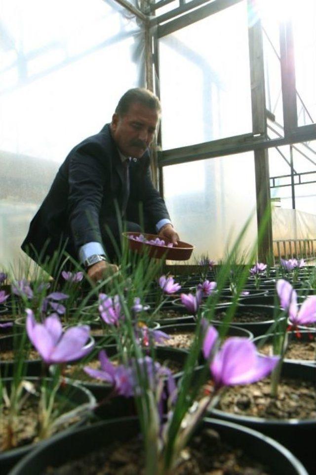 Dünyanın En Pahalı Baharatı Mersin’de Yetişiyor 3