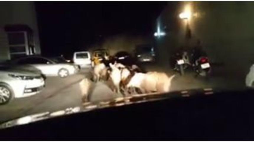 Kuşadası&rsquo;nda Domuzlar S&uuml;r&uuml; Halinde Şehre İndi