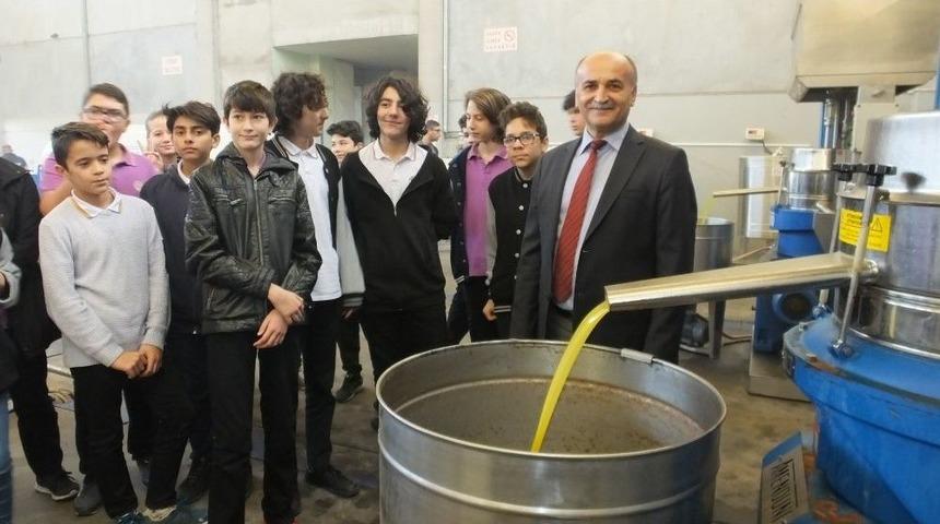 &Ouml;ğrenciler Zeytinin Yağa D&ouml;n&uuml;şme Aşamasını &Ouml;ğrendi