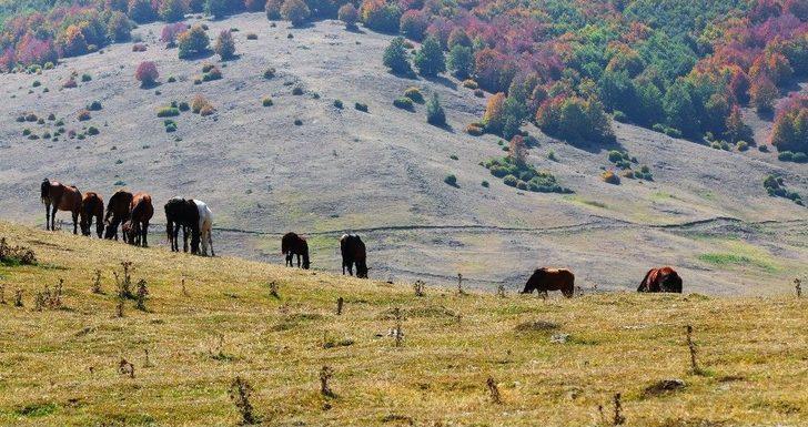 Başçiftlik’de Son Baharda Renk Cümbüşü G2