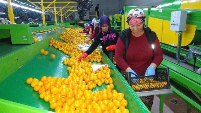 Rusya Kapıları Açtı Mandalina İhracatı Başladı