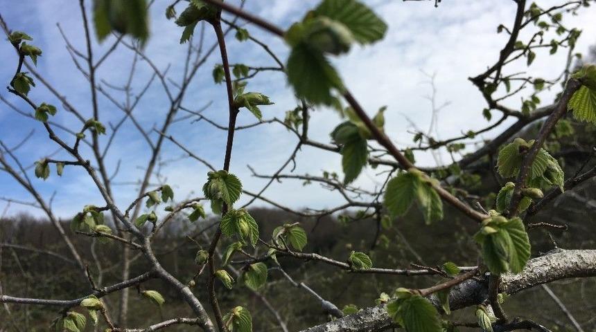 Dallarda Fındık Yeşermeye Başladı