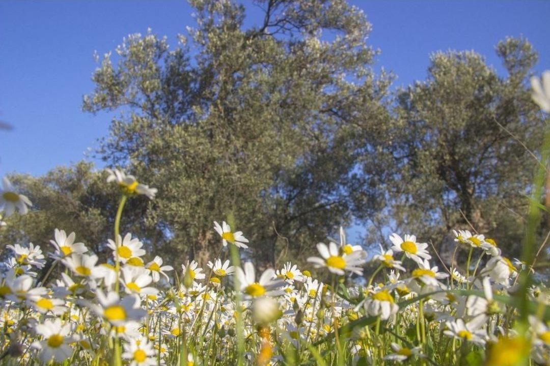 Dağda Kar, Sahilde Bahar