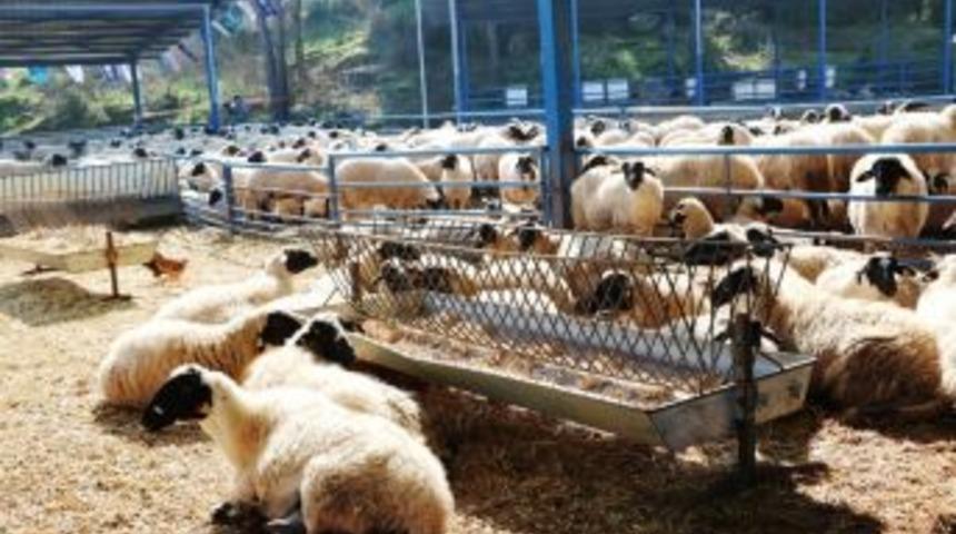 Ege Et Kuzu Alımına Başladı