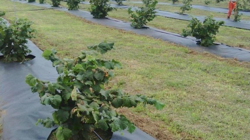 Ziraat Odası Başkanı Tavlı &ldquo;tek K&ouml;kl&uuml; Fındık Tuttu&rdquo;